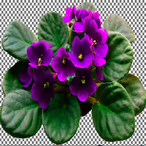 African Violet