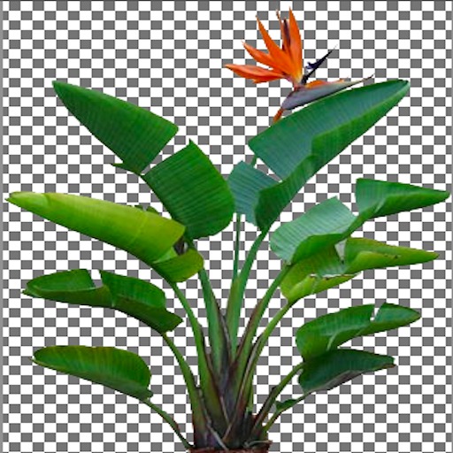 Bird of Paradise1
