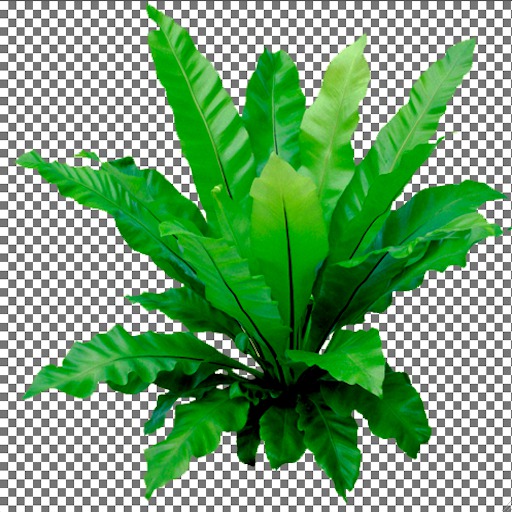 Bird's Nest Fern