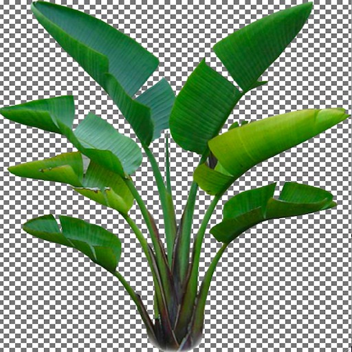 Bird of Paradise Palm Tree