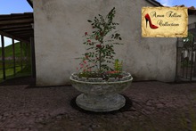 Garden in a Bowl
