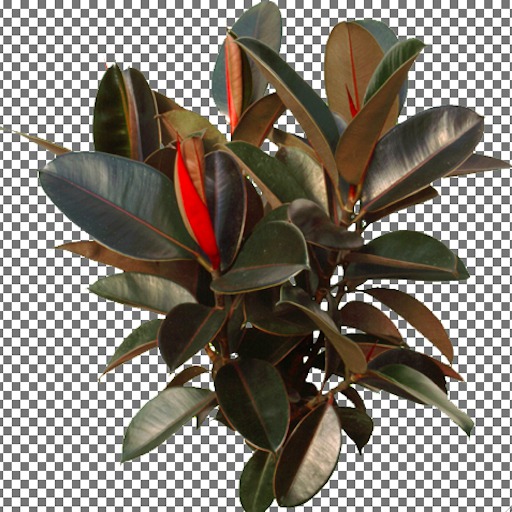 Rubber Tree Plant