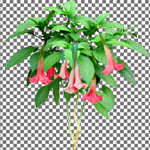 Angel Trumpet