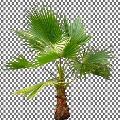 Fan Palm Tree