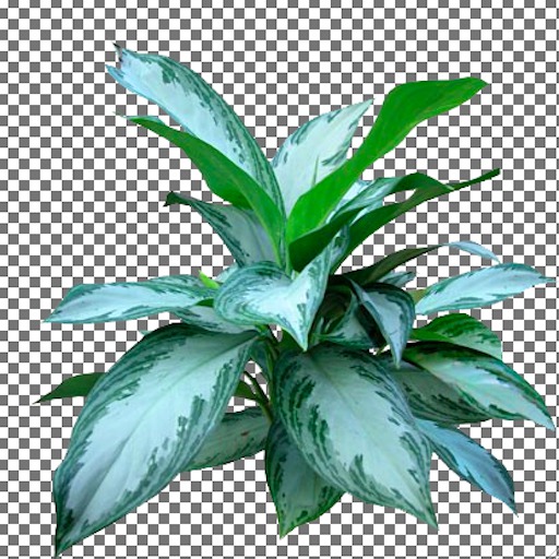 Silver Bay Aglaonema