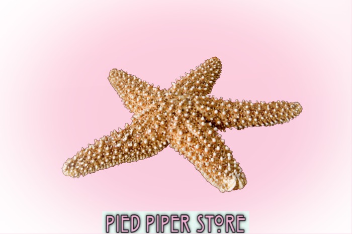 Pied Piper Mermaid Baby Starfish Rug