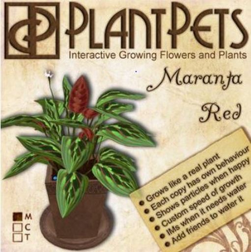 PlantPet Seed [Maranta *Red*]