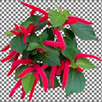 Second Life Marketplace - Red Cat Tail Plant