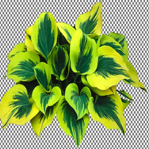Hosta 66