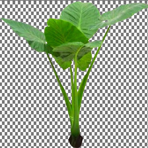 Elephant Ear Palm