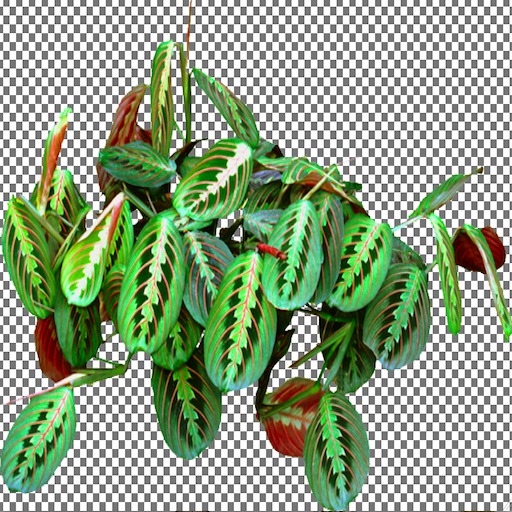 Prayer Plant