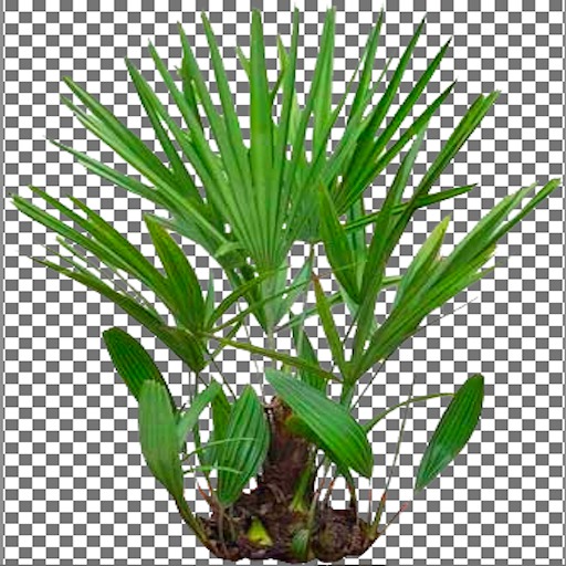 Needle Palm Tree