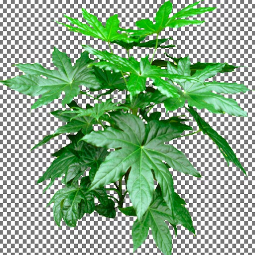 Fatsia Plant