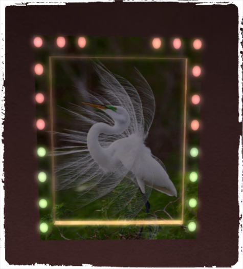 heron picture