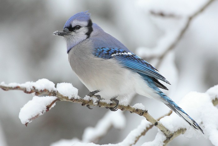Blue Jay - Copy