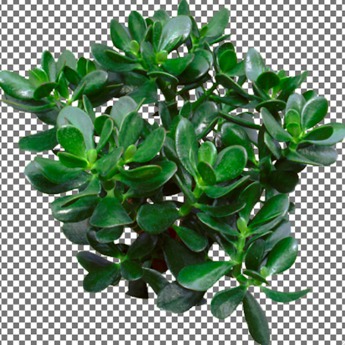 Second Life Marketplace - Jade Plant