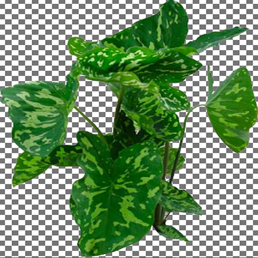 Elephant Ear Hilo Beauty