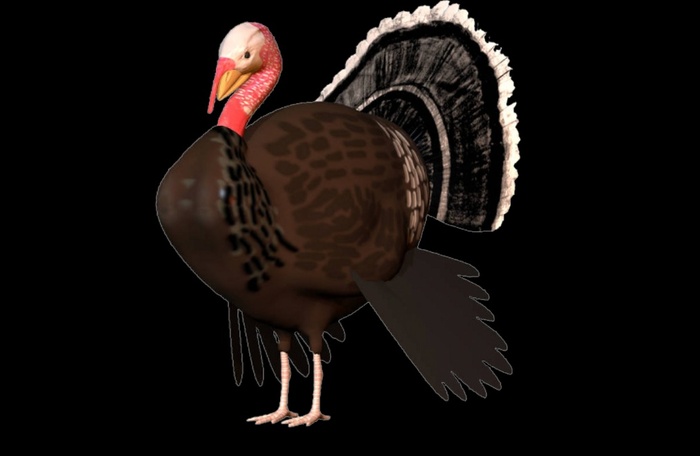 Thanksgiving Tom Turkey