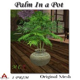 Fantasy China Mesh  Palm in a Pot