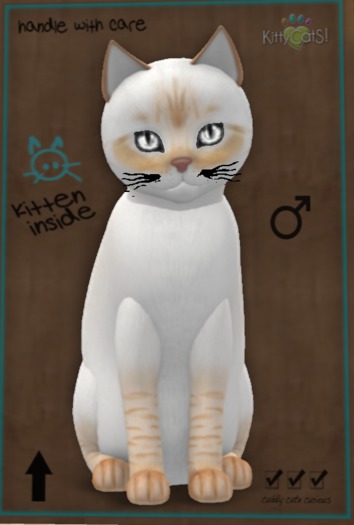 ♂ 9T Balinese - Flame Lynx Crystal Clear Mysterious Small Flair Posh Mysterious Black Lightwave