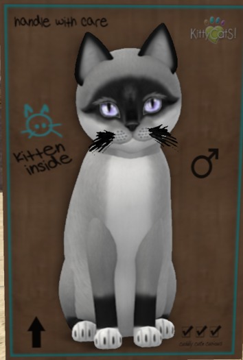 ♂ 9T Foxie Salt & Pepper Mask Blush Quartz Mysterious Small Porcelain Fussy Curious Black Plush