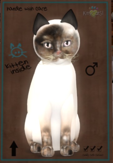 ♂ 8T Siamese - Chocolate Tortie Odyssey Bellini Mysterious Big Glitter Big Boo Boo Curious Blonde Curious