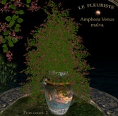 Fleuriste*Amphora Venus Malva