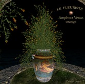 Fleuriste*Amphora Venus Orange