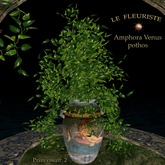F*VenusPothos