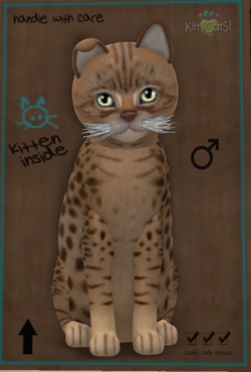 ♂ 7T Ocicat - Chocolate Canary Curious Big Flair Curious Odyssey No 2 White Mysterious