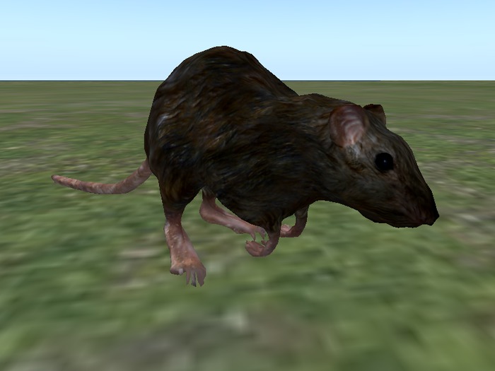 Black Streetrat [Boxed]