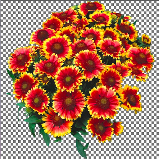 Red Blanket Flower