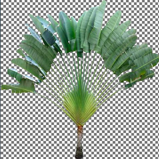 Traveler's Palm Tree