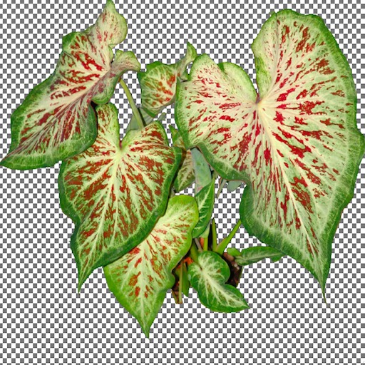 Caladium3
