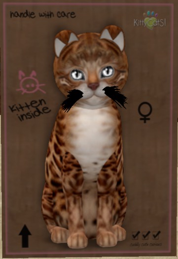 ♀ 8T Bengal - Copper Crystal Clear Curious Small Flair Boo Boo Pointed Soft Fold Black Fussy