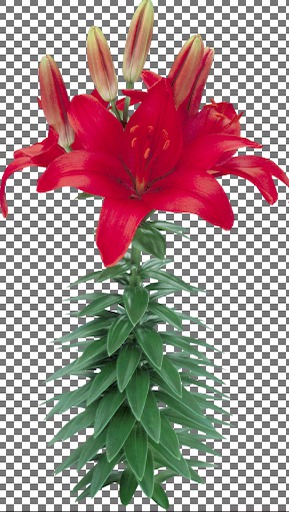 Asiatic Lily Red