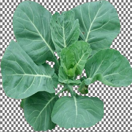 Collard Plant