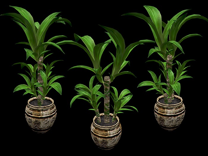 Corn Plant in Pot - Mesh - Full Perm