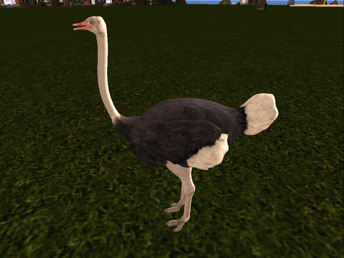 Mesh Ostrich Hops Around In 12x12 area