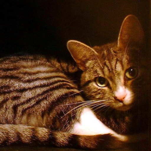 Cleo