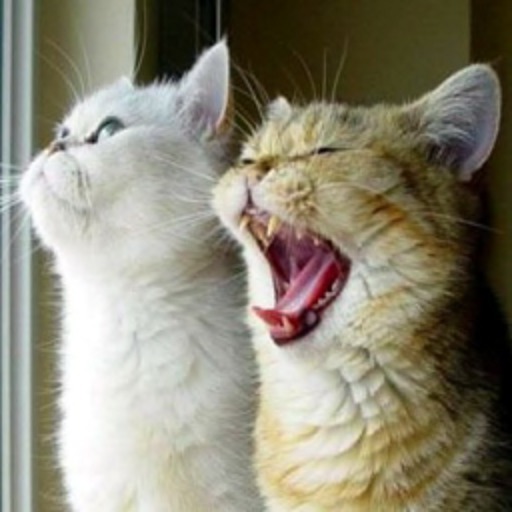 Schreikatzen