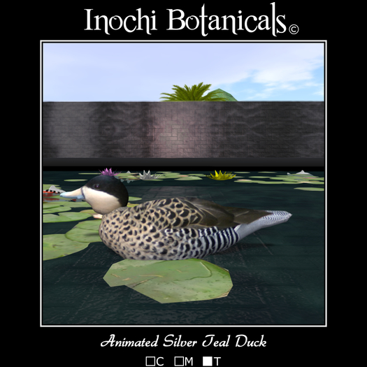 Inochi Botanicals - Mandarin Duck - Boxed