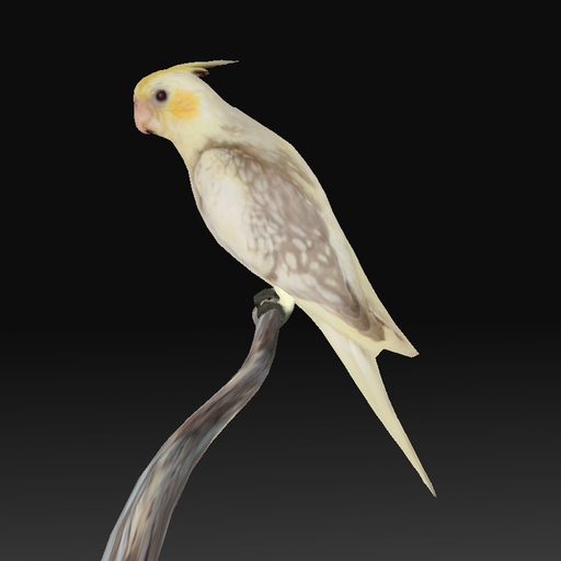 Cockatiel yellow 