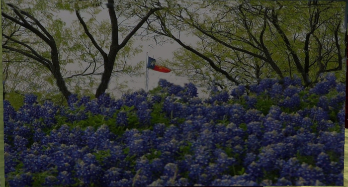 Texas Flag in Mesquites & Bluebonnets