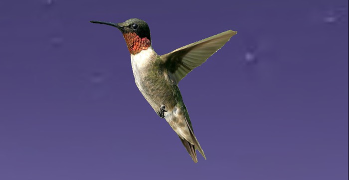 male humming bird png