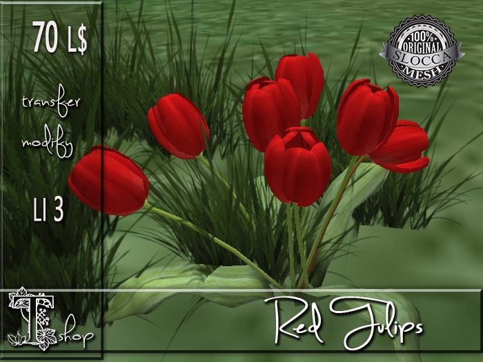 Red Tulips MT