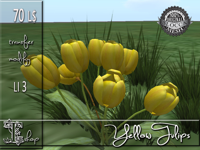 Yellow Tulips MT