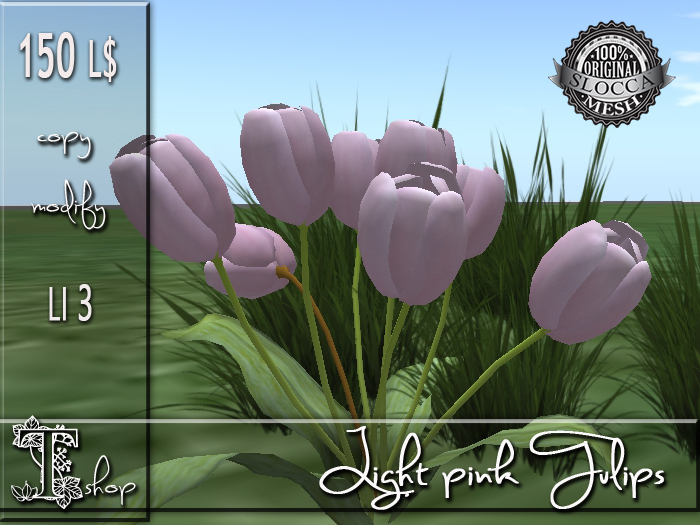 Light pink Tulips MC