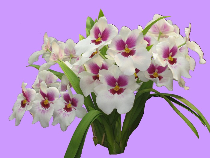 Orquideas Pack 1 Texturas 