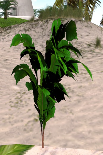Banana Pflanze